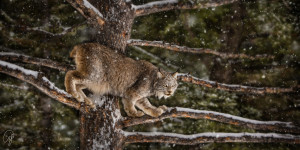 Lynx in a Tree