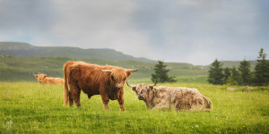 Two Coos