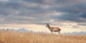 Azure Antelope
