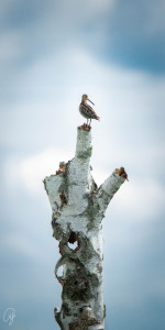 A Long Beak on a Tall Stump