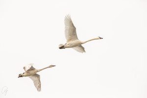 Flight of the Swans #2