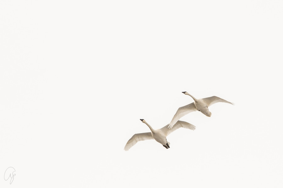Flight of the Swans #1