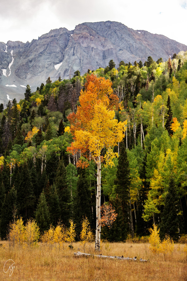 The Color of the Aspen